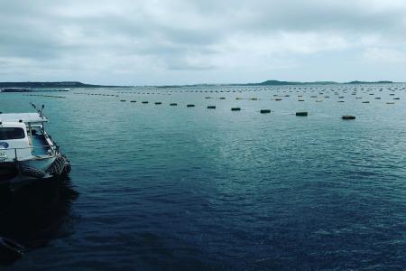 澎湖海洋牧場鮮蚵吃到飽-成人